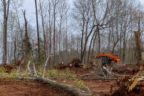 Professional Tree Services in Plainfield, IN