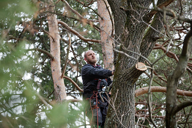 Best Tree Risk Assessment  in Plafield, IN